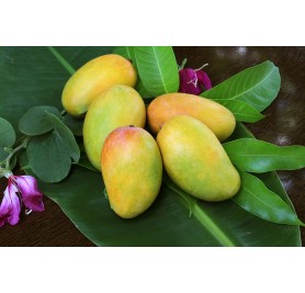 Langra Mango Plant